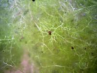 タヌキモの殖芽　実物はもう少し小さい　透明にみえるのは捕虫嚢