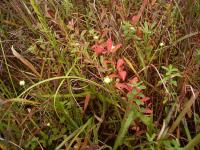 タカトウダイの草紅葉（ウメバチソウの蕾がたくさん見える）