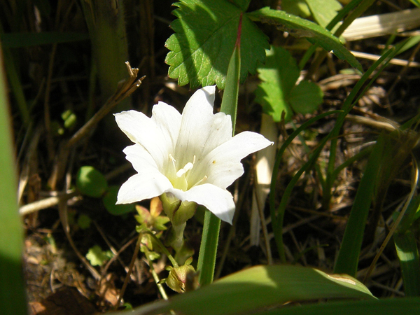 ハルリンドウ（時々見つかる白花）