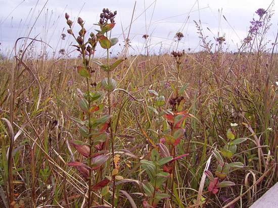 成東・東金食虫植物群落を守る会2007年11月18日　草紅葉
