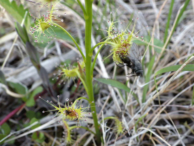 2026年4月15日　イシモチソウ