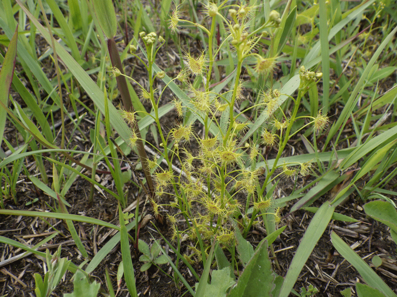 2026年4月25日　春の観察会