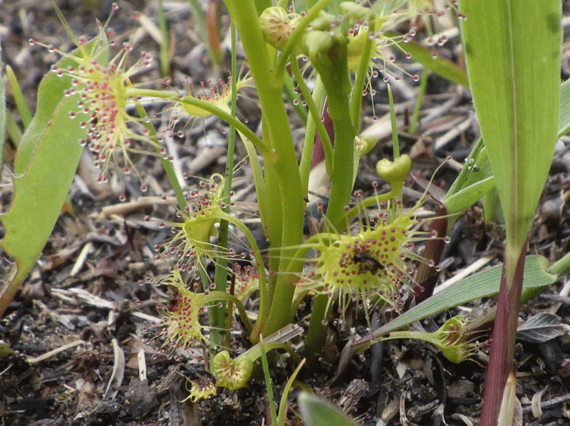 2026年4月7日　イシモチソウ