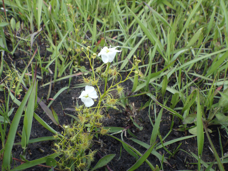 2026年4月28日　イシモチソウ