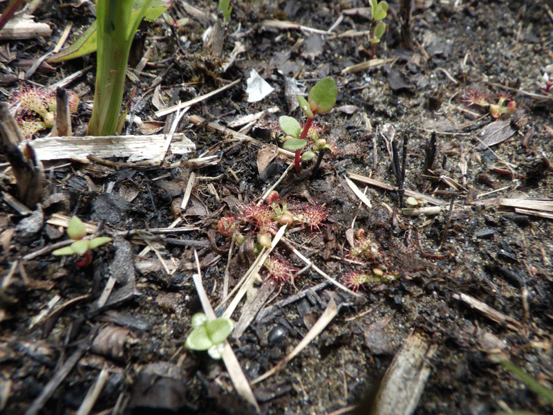 2026年4月25日　コモウセンゴケ