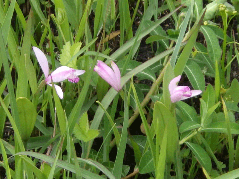 2026年4月24日　トキソウ
