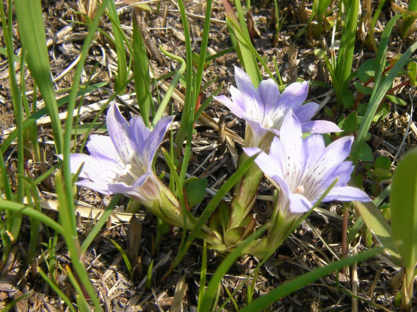 ハルリンドウ（薄紫の花）