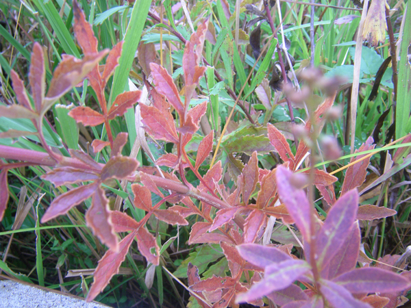 オミナエシの紅葉（今年はよく目立つ）